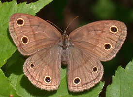 Little Wood Satyr